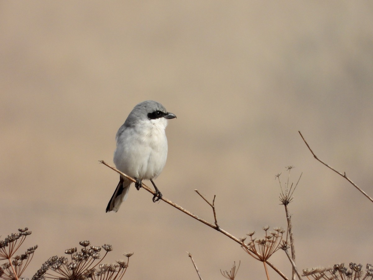 Pie-grièche migratrice - ML643799497