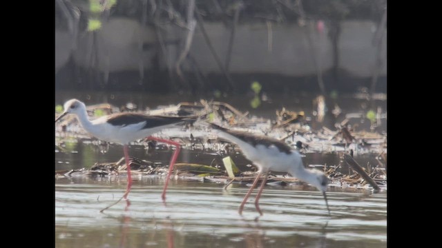 高蹺鴴 - ML643799505