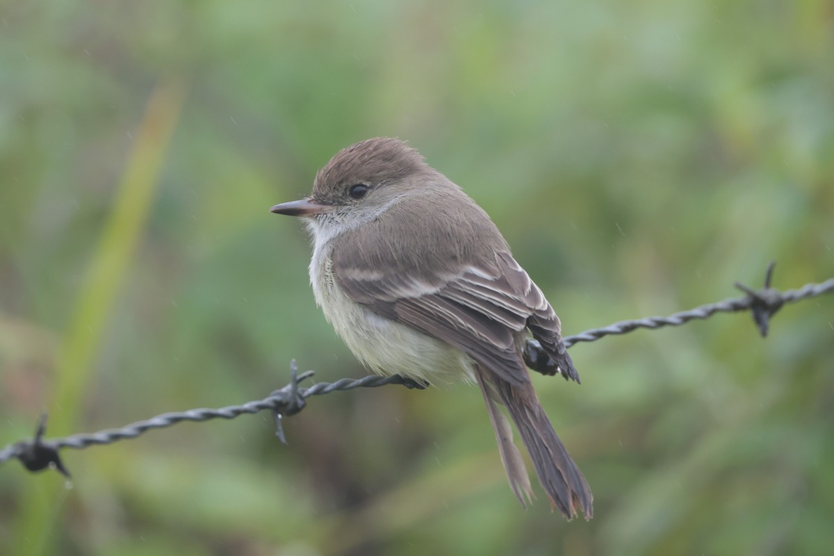 Galapagos Flycatcher - ML643799506
