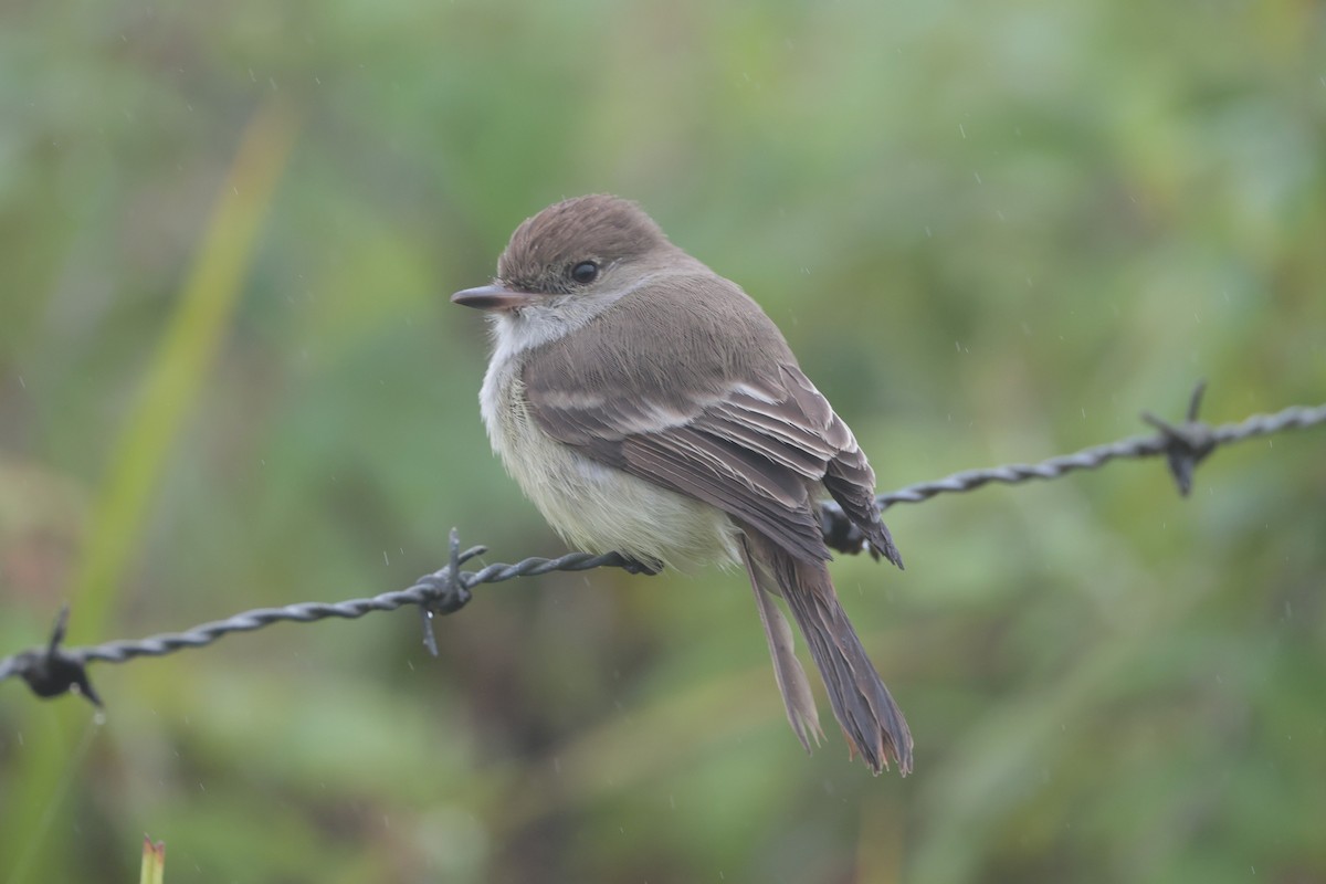 Galapagos Flycatcher - ML643799507