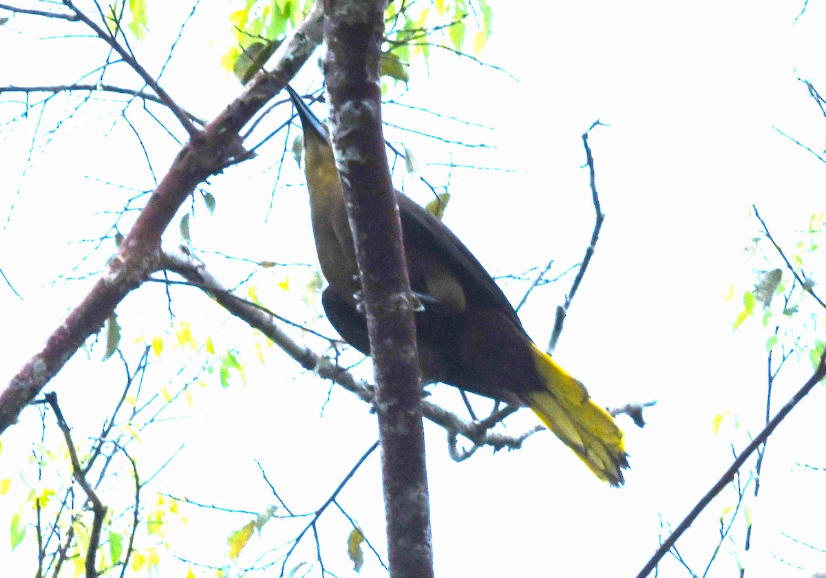 Russet-backed Oropendola - ML643799515