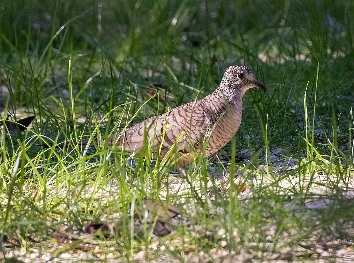 Inca Dove - ML643799534