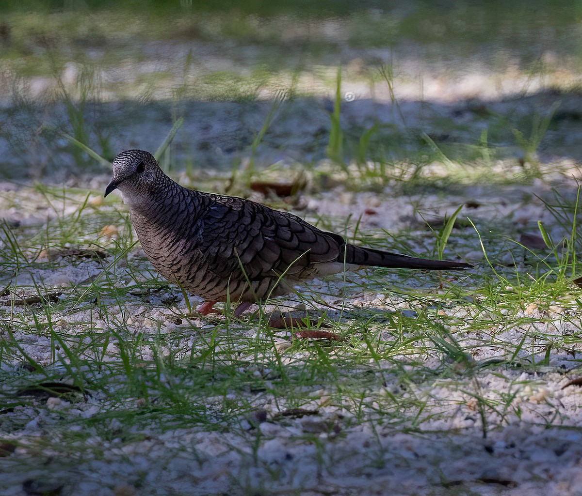 Inca Dove - ML643799535