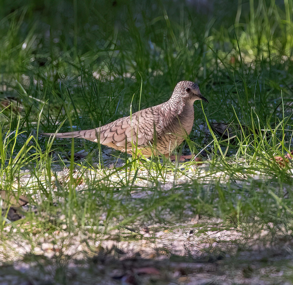 Inca Dove - ML643799536