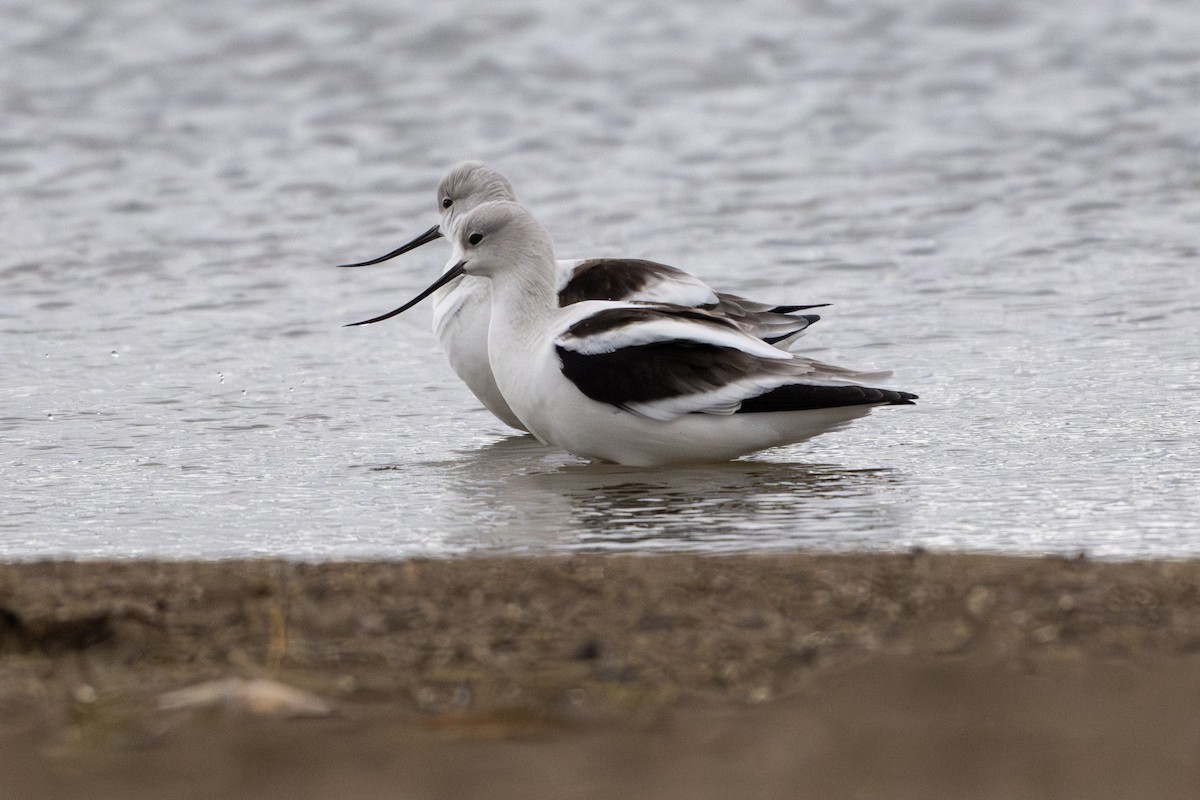Avocette d'Amérique - ML643799539