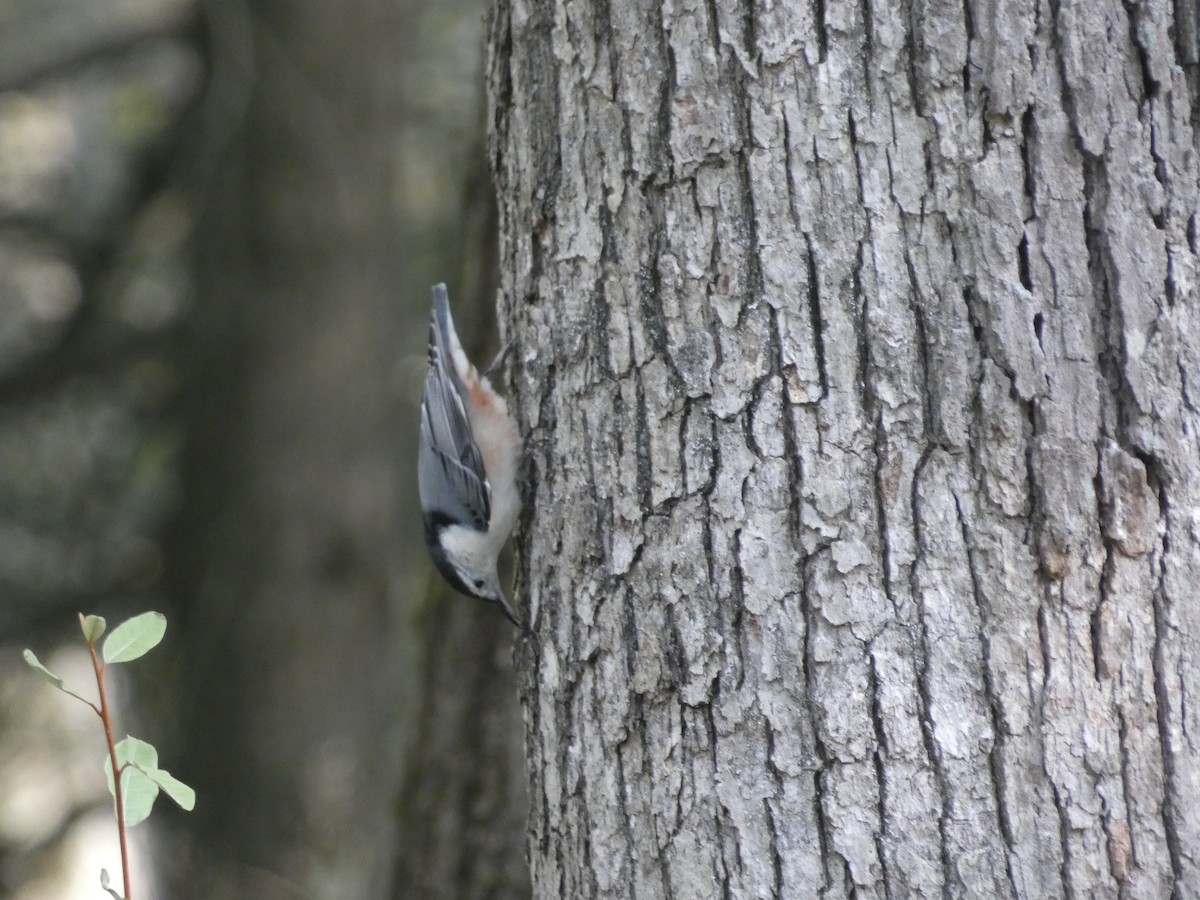 White-breasted Nuthatch - ML643799541