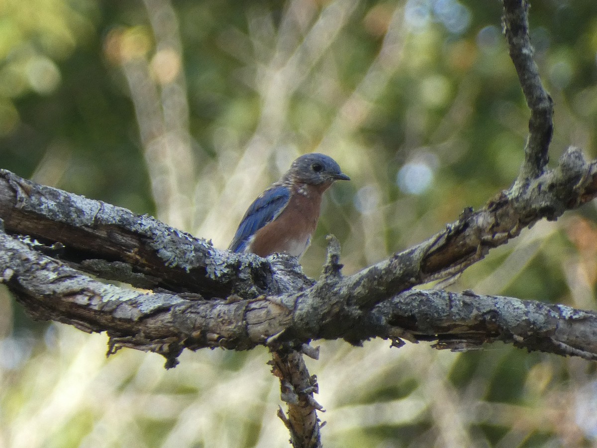 Eastern Bluebird - ML643799543
