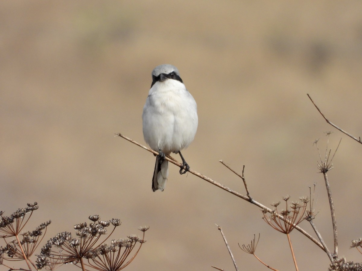 Pie-grièche migratrice - ML643799556