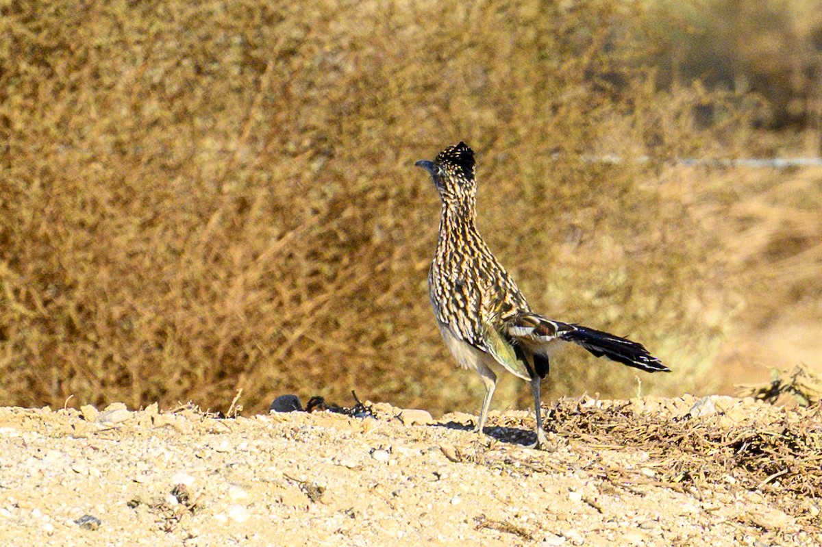 Greater Roadrunner - ML643799563