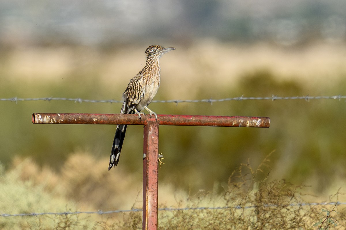 Greater Roadrunner - ML643799564
