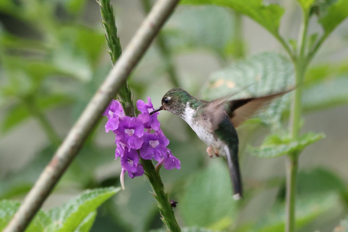 Ecuadorian Piedtail - ML643799570