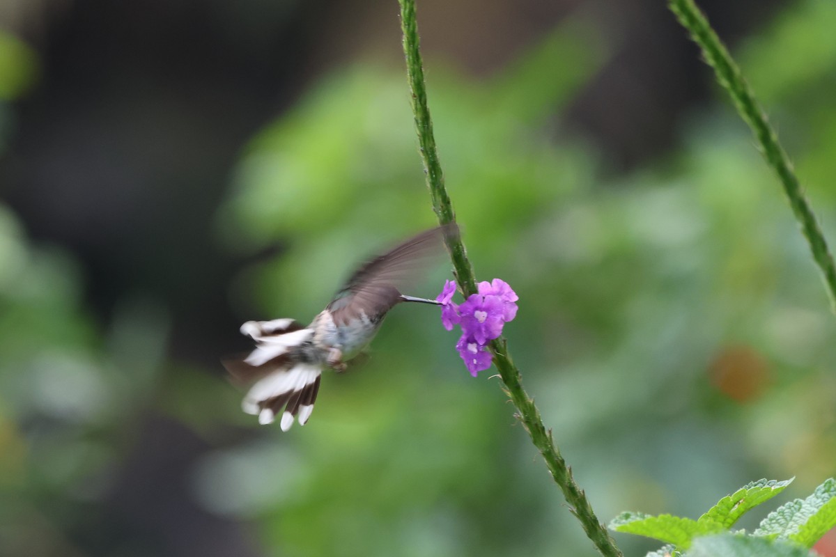 Ecuadorian Piedtail - ML643799571