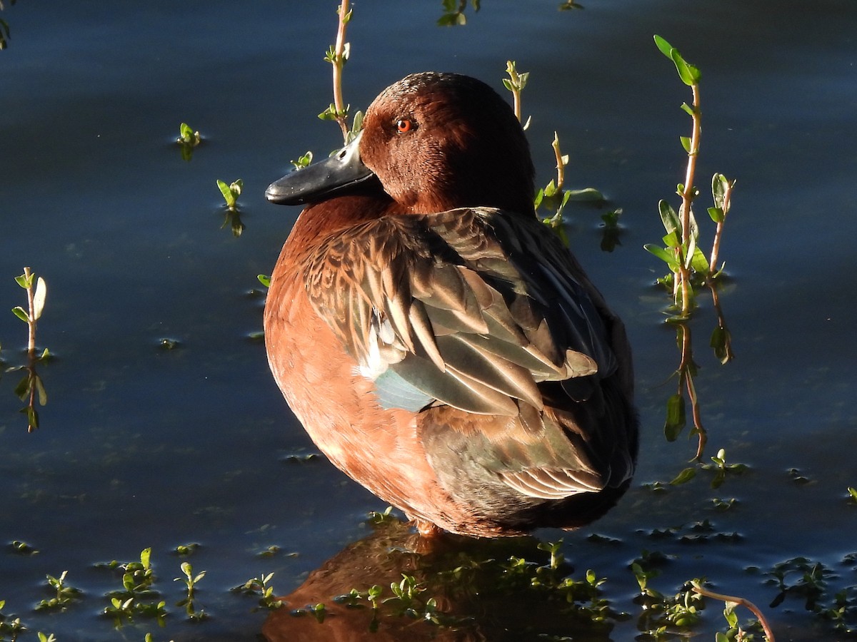 Cinnamon Teal - ML643799573