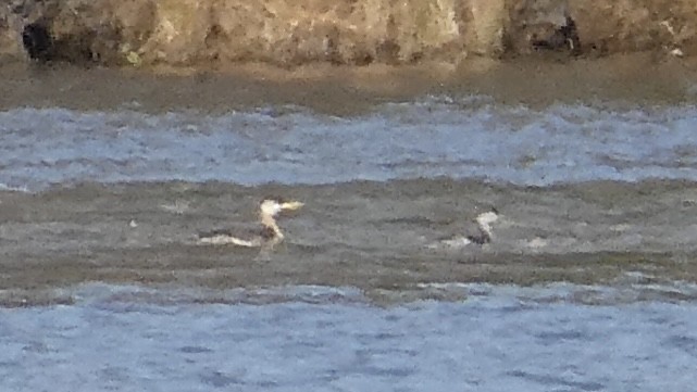 Red-necked Grebe - ML643799574