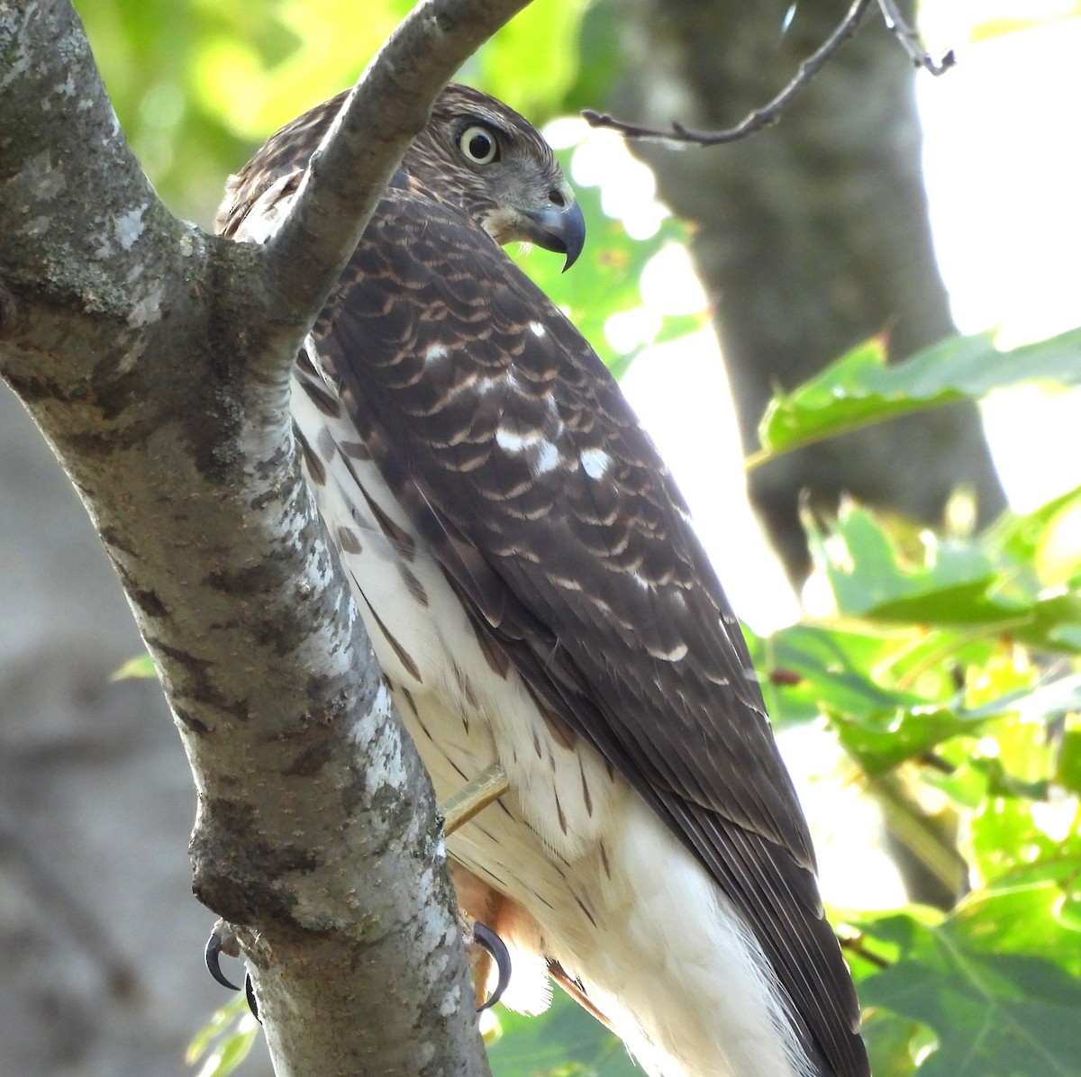 Cooper's Hawk - ML643799581