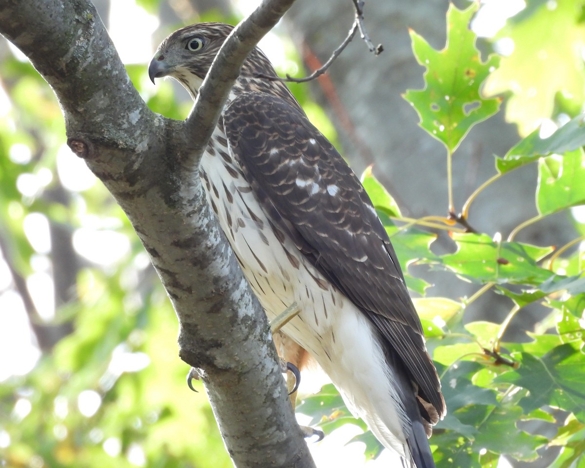 Cooper's Hawk - ML643799582