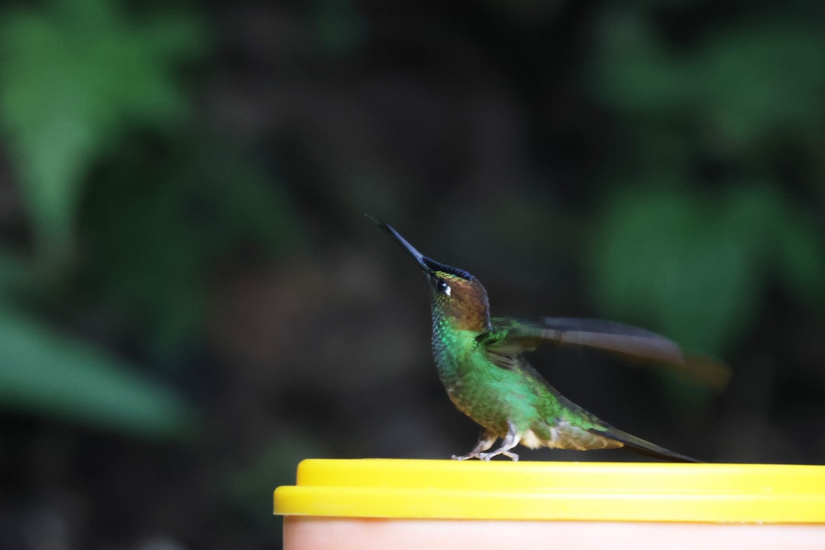 Violet-fronted Brilliant - ML643799624