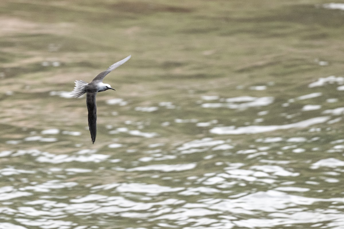 Black Noddy - ML643799662