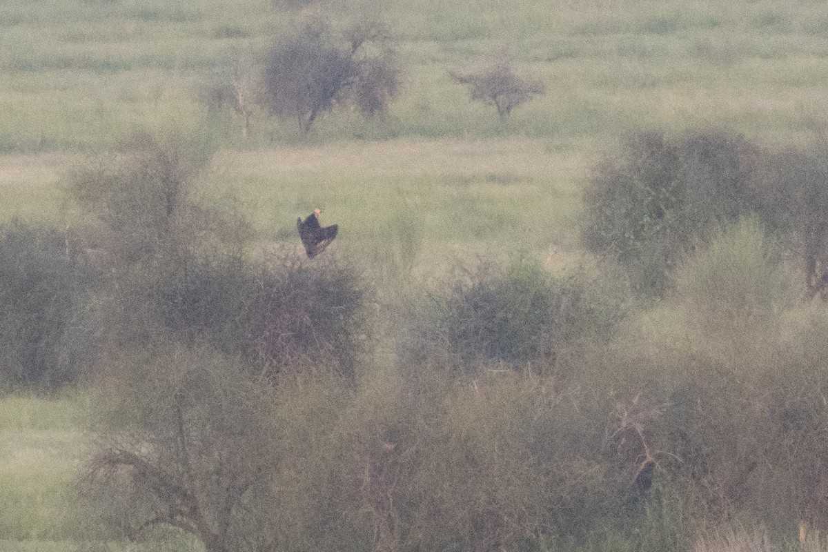 Red-headed Vulture - ML643799663