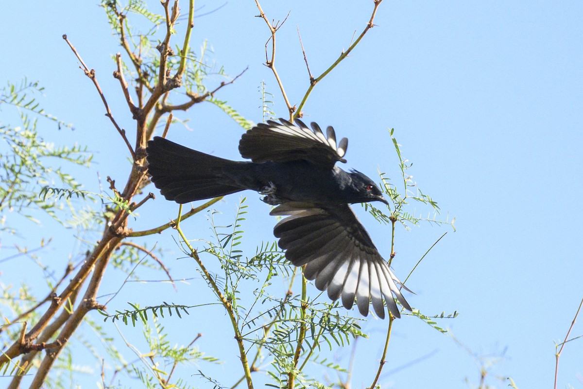 Phainopepla - ML643799676