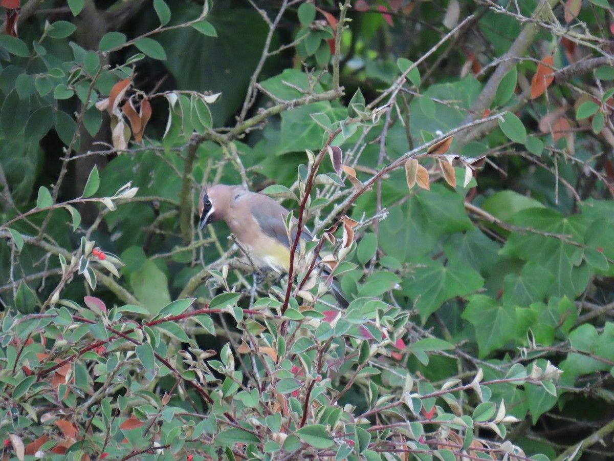 Cedar Waxwing - ML643799681