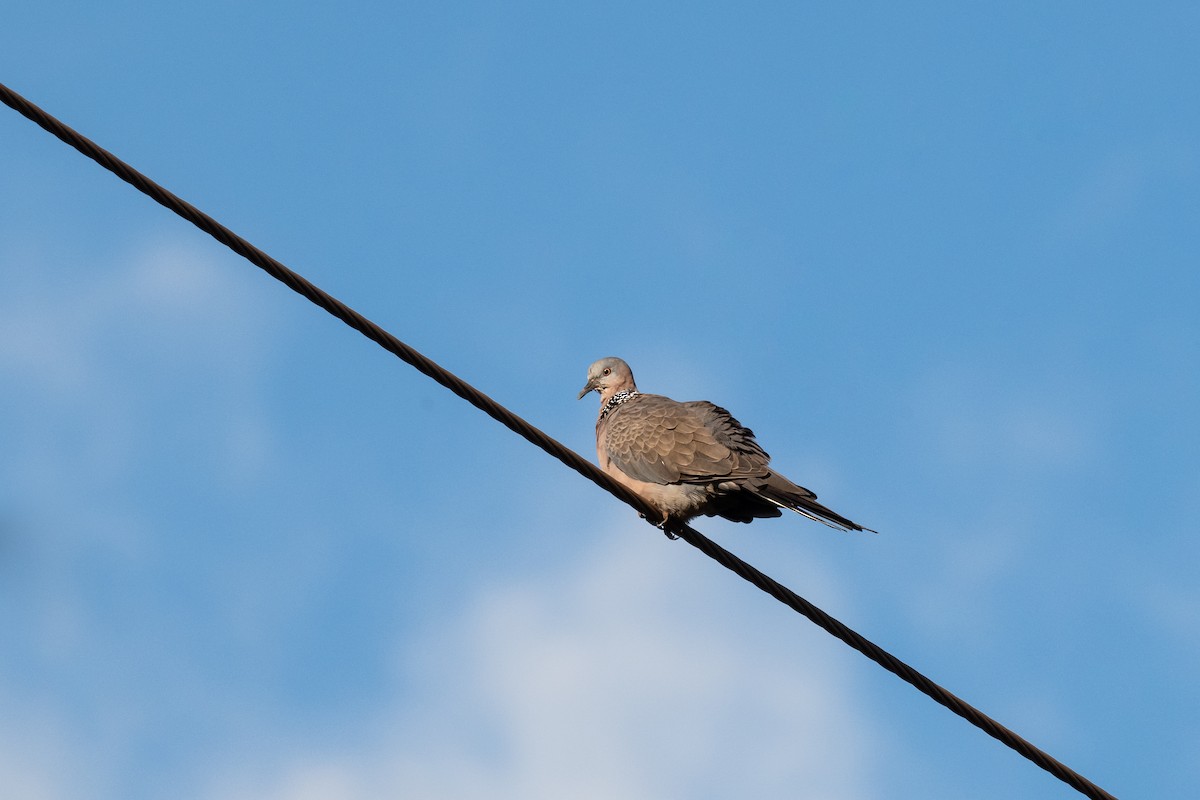 Spotted Dove - ML643799689
