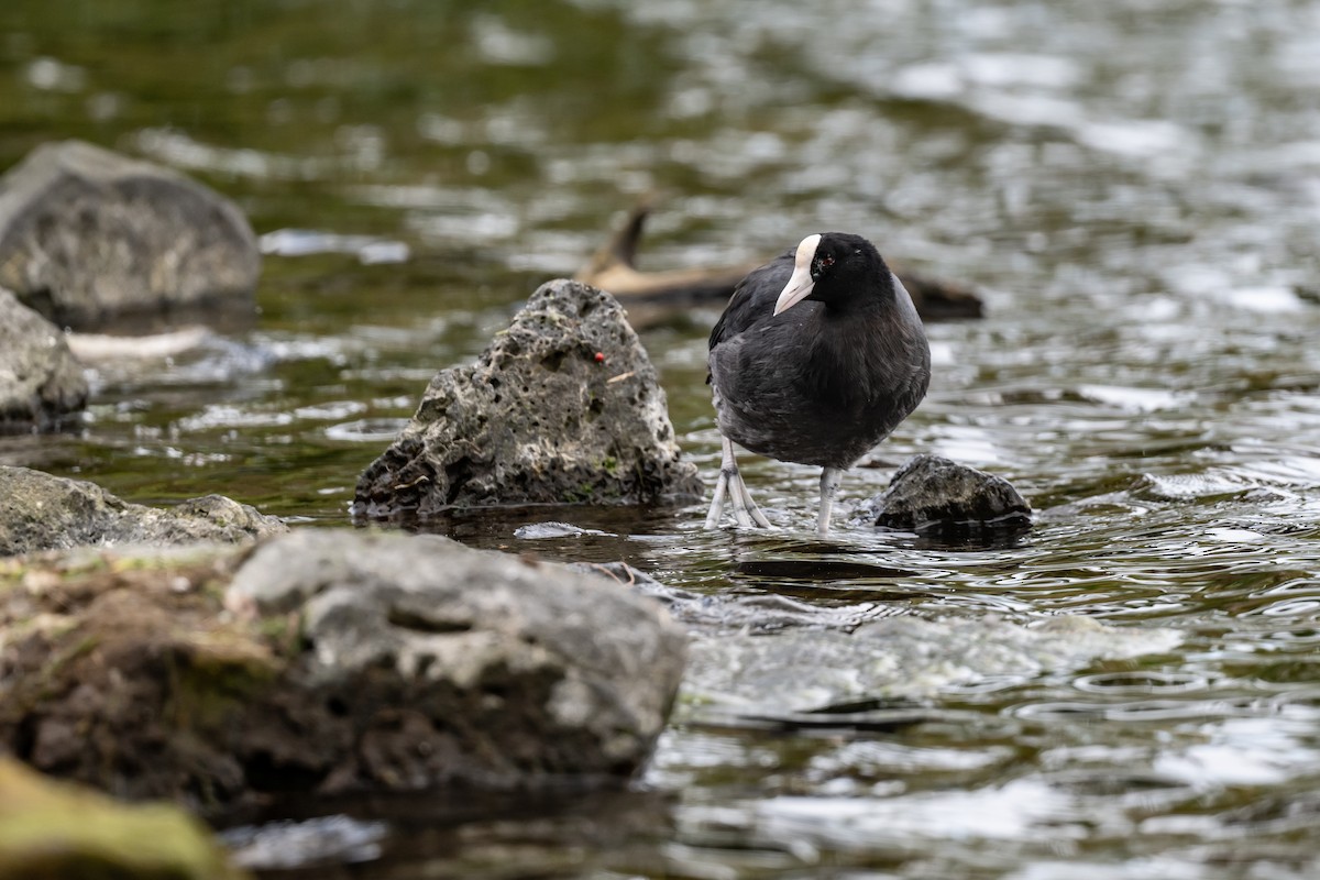 Hawaiian Coot - ML643799697