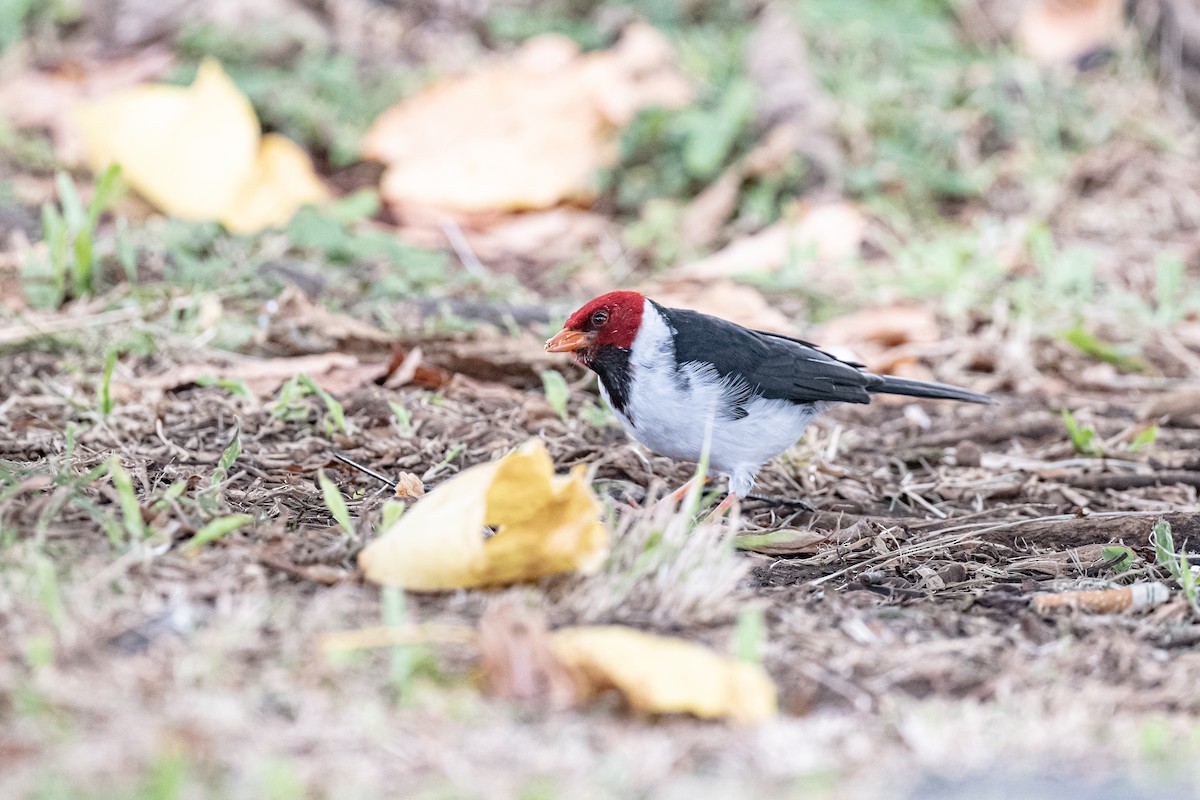 Yellow-billed Cardinal - ML643799704