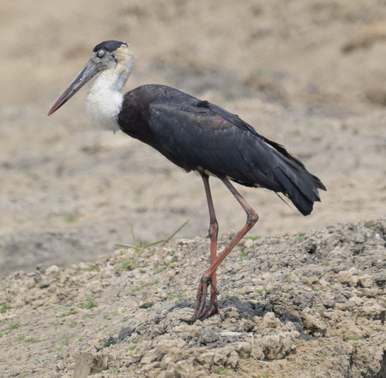 Asian Woolly-necked Stork - ML643799711