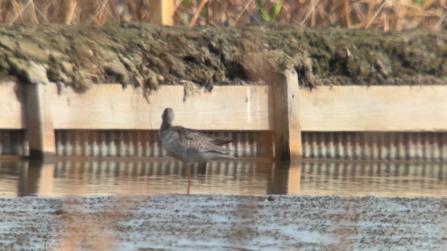 Chevalier arlequin - ML643799714