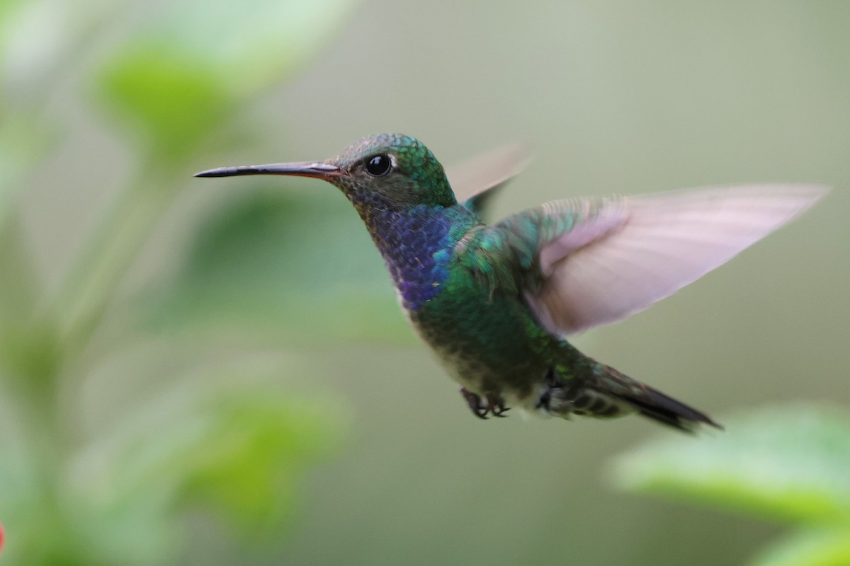 Sapphire-spangled Emerald - ML643799716