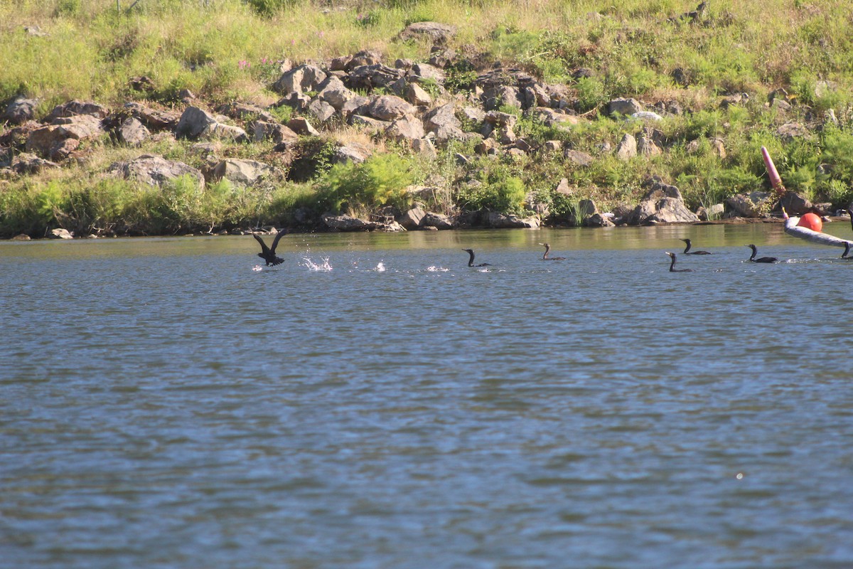 Cormoran à aigrettes - ML643799732