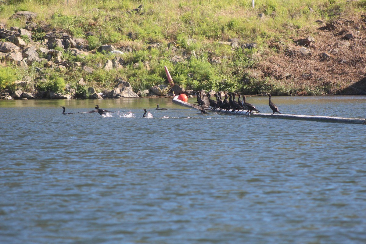 Cormoran à aigrettes - ML643799733