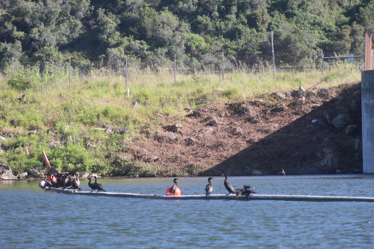 Cormoran à aigrettes - ML643799734