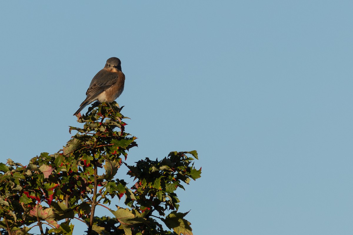 Eastern Bluebird - ML643799762