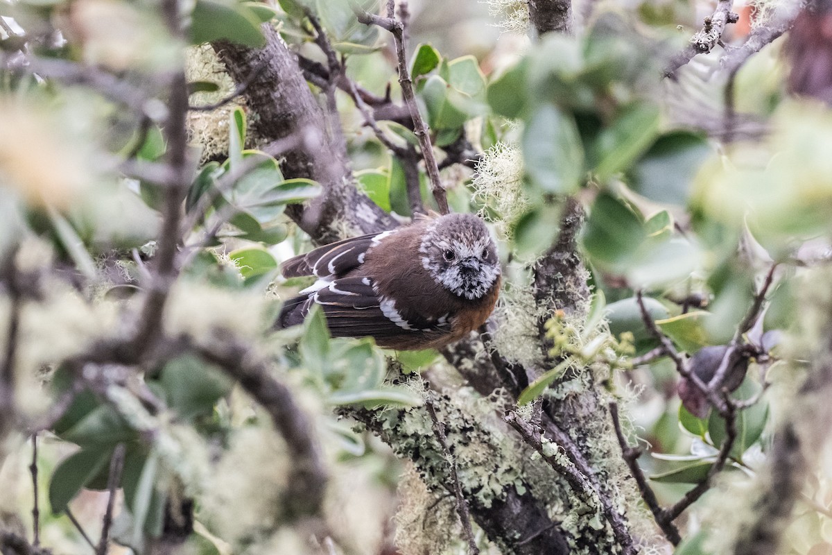 Hawaii Elepaio - ML643799773