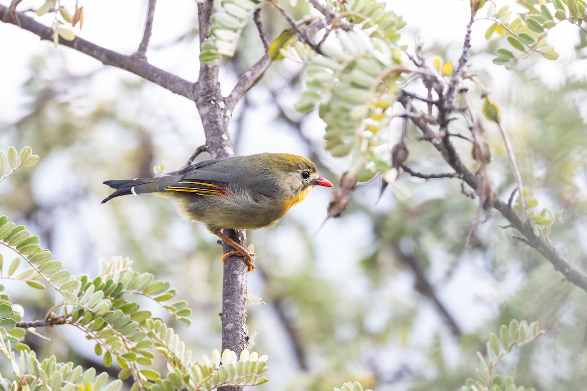 Red-billed Leiothrix - ML643799787