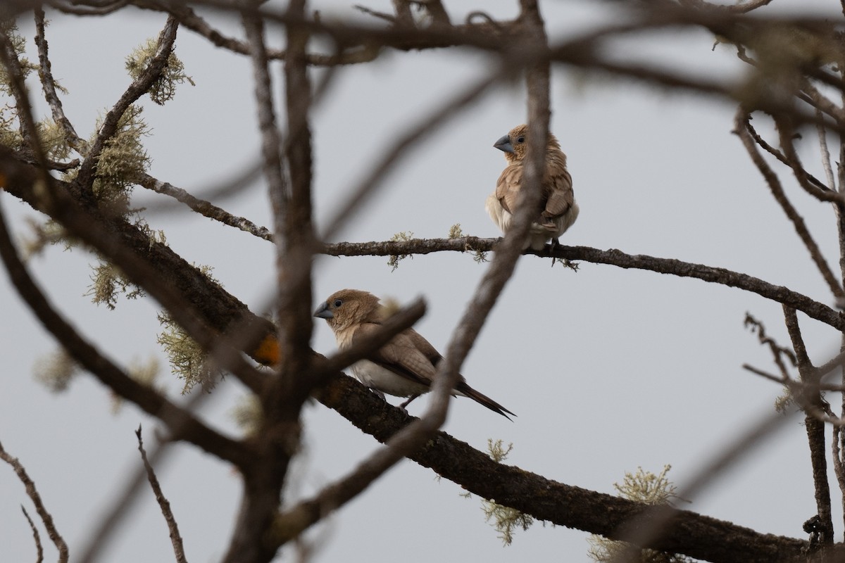 African Silverbill - ML643799793