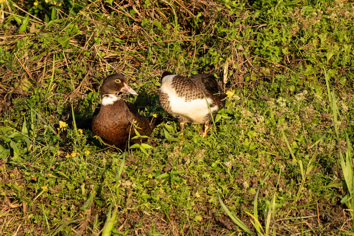 Canard musqué (forme domestique) - ML643799794