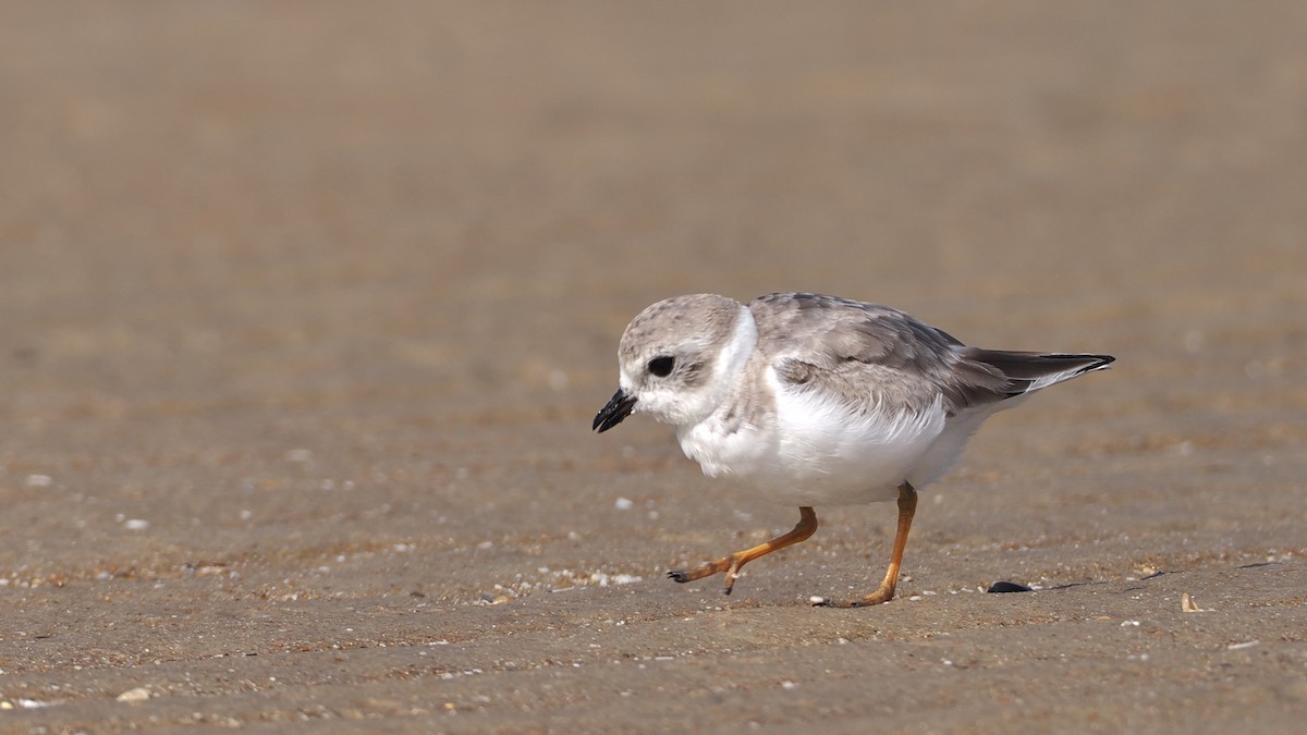 Piping Plover - ML643799799