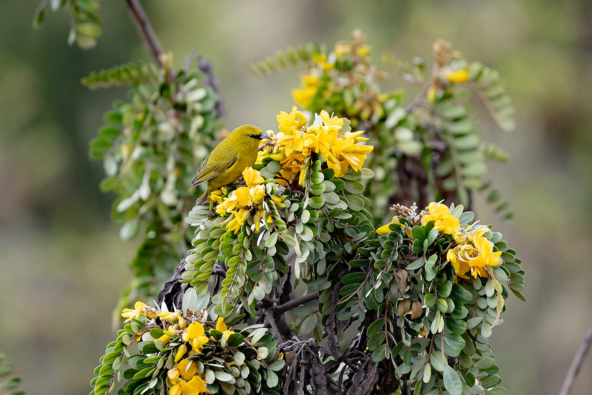 Hawaii Amakihi - ML643799802