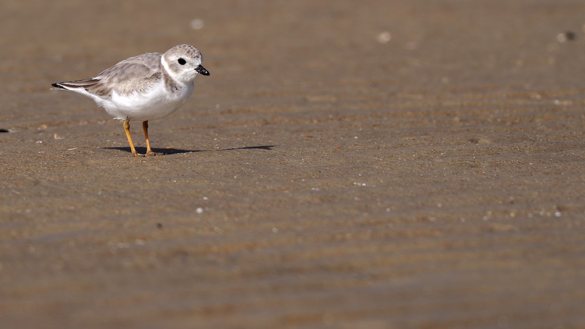 Piping Plover - ML643799803
