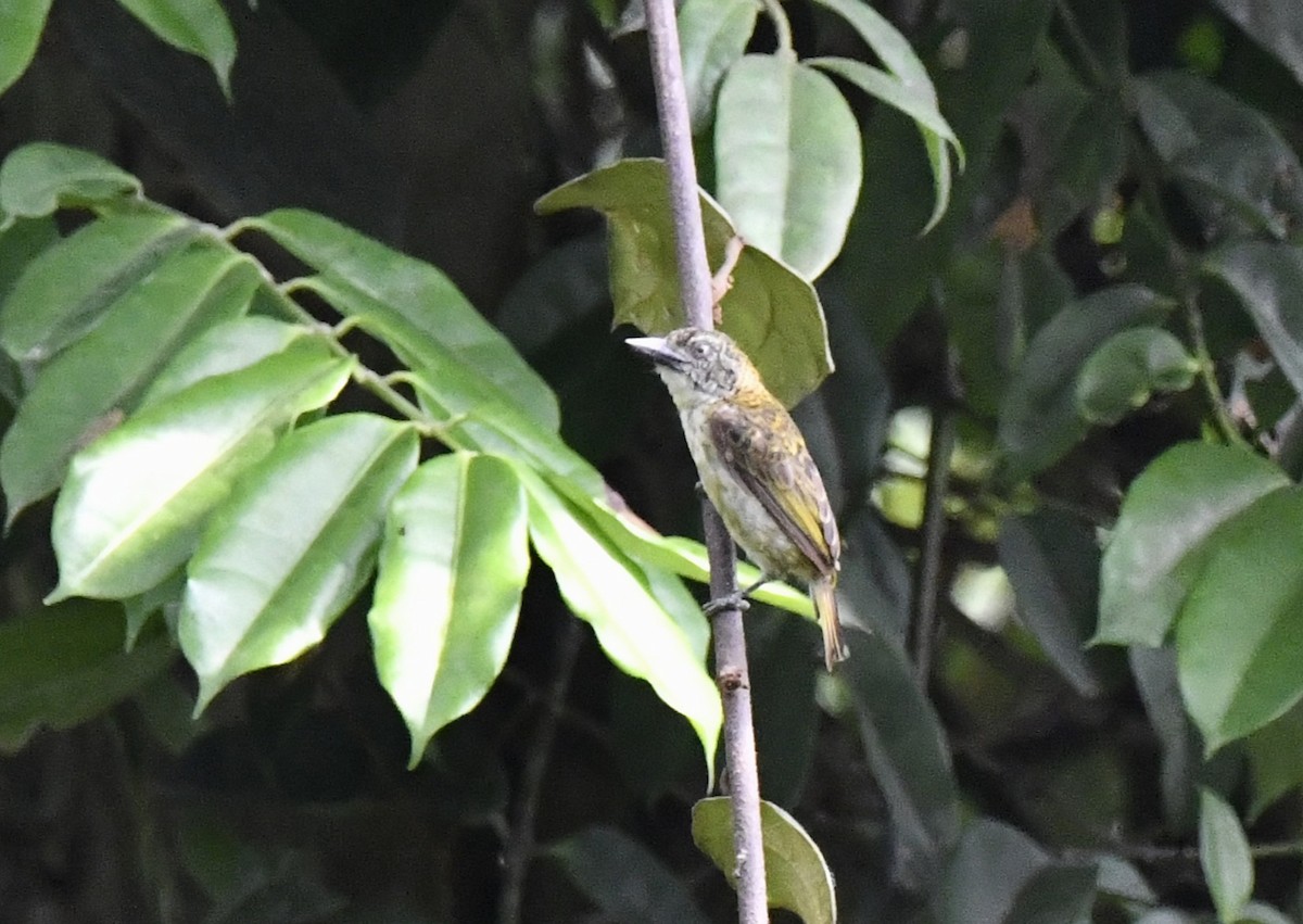 Speckled Tinkerbird - ML643799806