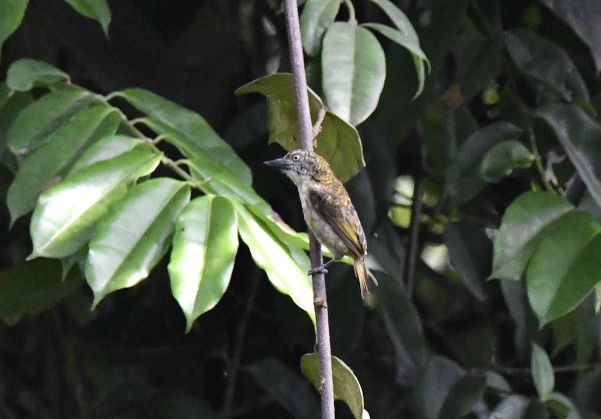 Speckled Tinkerbird - ML643799807