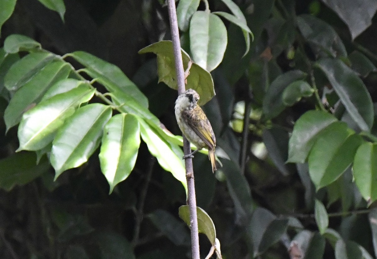 Speckled Tinkerbird - ML643799808