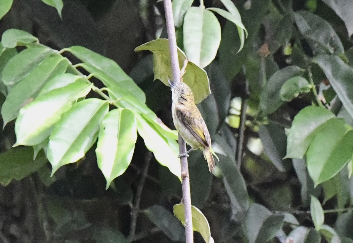 Speckled Tinkerbird - ML643799809