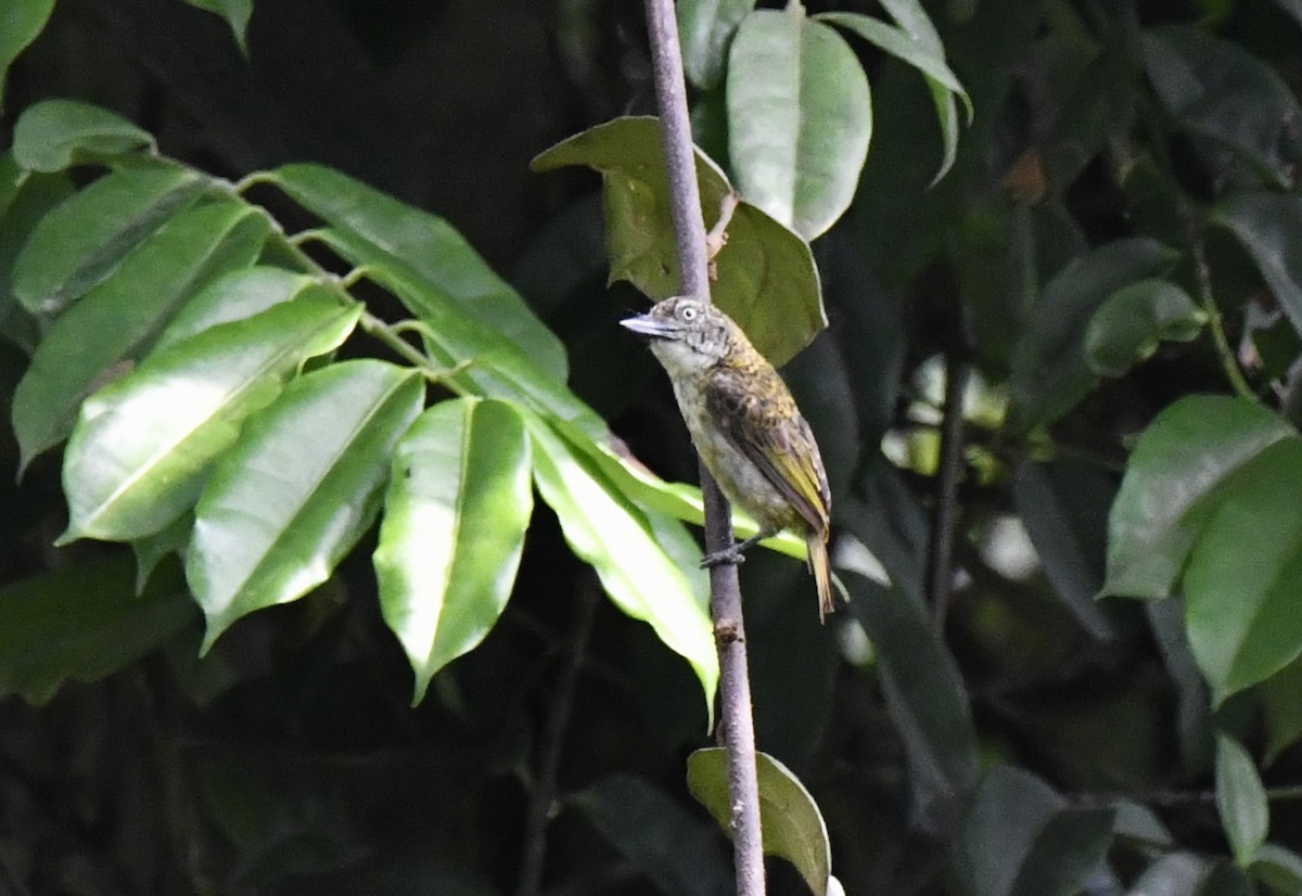 Speckled Tinkerbird - ML643799810