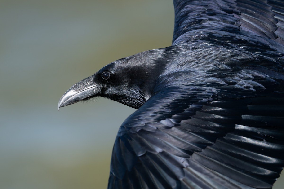 Grand Corbeau - ML643799814