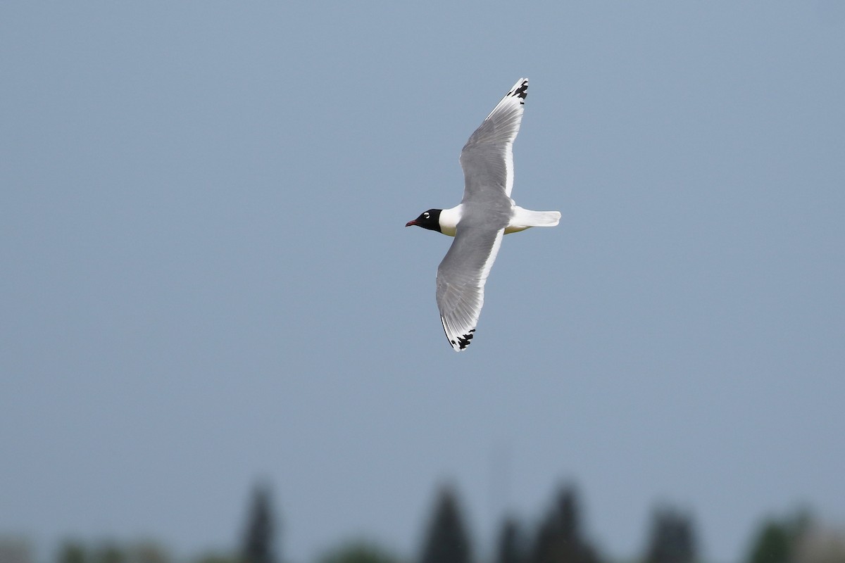 Franklin's Gull - ML643799821