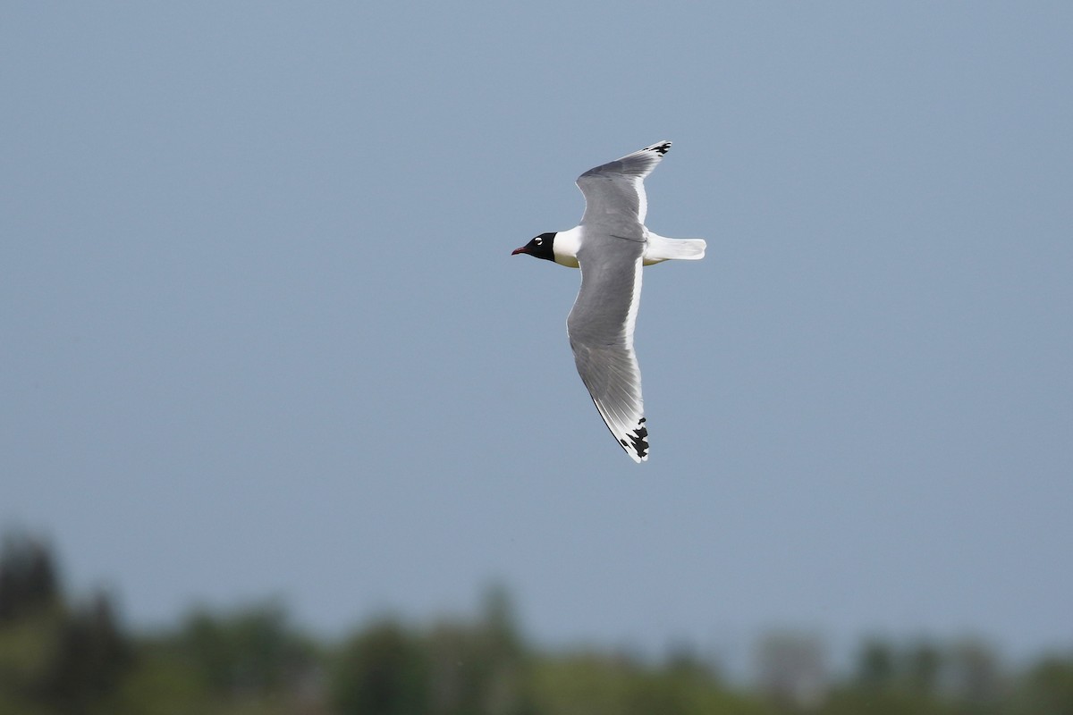 Franklin's Gull - ML643799827